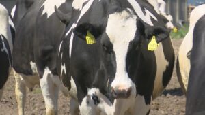 TEA Grant Fuels Dairy Expansion in Clark County